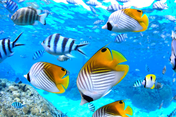 snorkeling-hotel-rangiroa